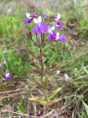 Collinsia violacea