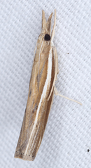 Fissicrambus profanellus