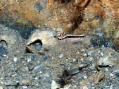 Diplectrum bivittatum