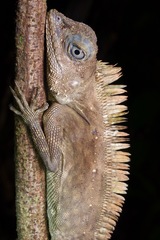 Gonocephalus bornensis
