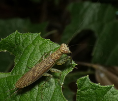 Chaeteessa