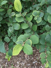 Fothergilla gardenii