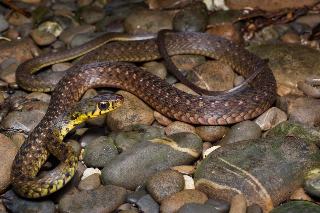 Spotted Keelback