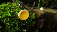 Phillipsia lutea