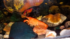 Cherax holthuisi