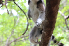 Lemur catta