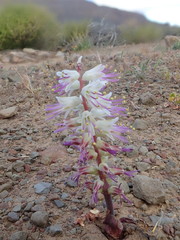 Lachenalia comptonii