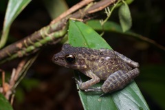 Pulchrana baramica