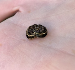 Spodoptera ornithogalli