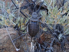 Acanthoplus
