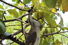Lemur catta