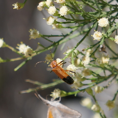 Chauliognathus profundus