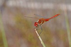 Sympetrum fonscolombii