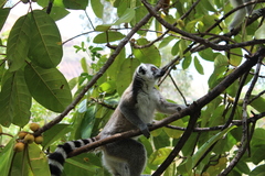 Lemur catta