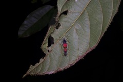 Dindymus vinulusoides