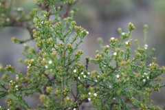 Thesium hispidulum