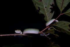 Tropidolaemus subannulatus