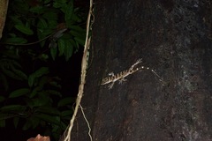 Cyrtodactylus consobrinus