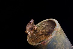 Bornean Tree Hole Frog photo 2