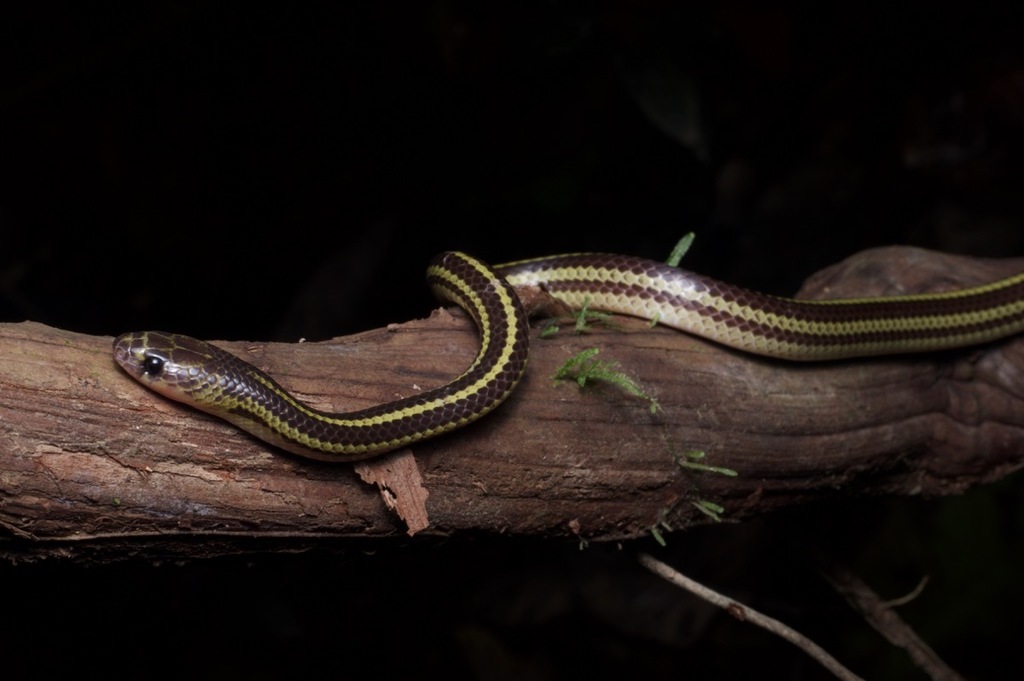 Three-Banded Bridled Snake