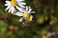 Colletes compactus