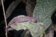 Cyrtodactylus miriensis