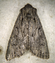 Fishia yosemitae
