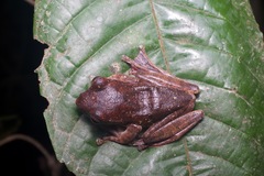 Leptomantis fasciatus