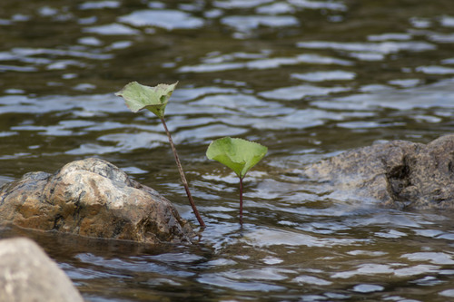 Petasites radiatus (Petasites radiatus)