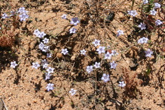 Wahlenbergia paniculata