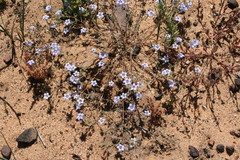 Wahlenbergia paniculata