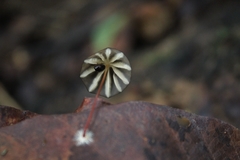 Marasmius griseoradiatus