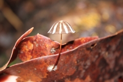 Marasmius griseoradiatus