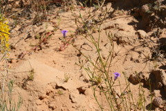 Wahlenbergia paniculata
