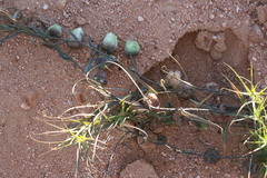 Walleria gracilis