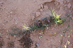 Walleria gracilis