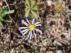 Aster willkommii