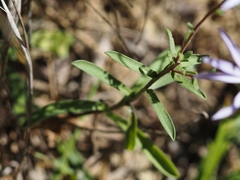 Aster willkommii