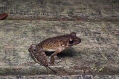 Pulchrana baramica