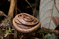 Aplopeltura boa