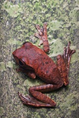 Leptomantis fasciatus
