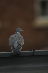 Columba palumbus