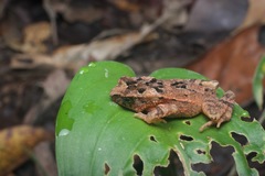 Ingerophrynus divergens