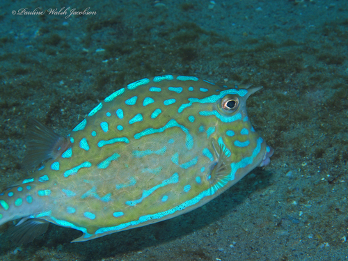 Scrawled Cowfish