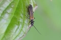 Oedemera pthysica