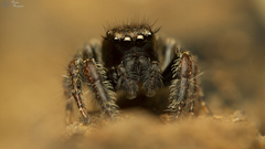 Nigorella hirsuta