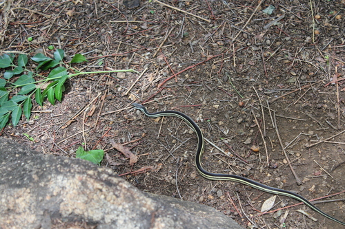 Lateral Water Snake, Thamnosophis lateralis