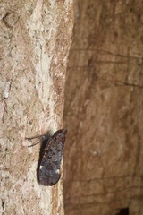 Penthicodes quadrimaculatus