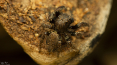 Nigorella hirsuta