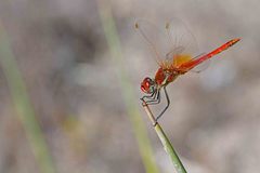 Sympetrum fonscolombii